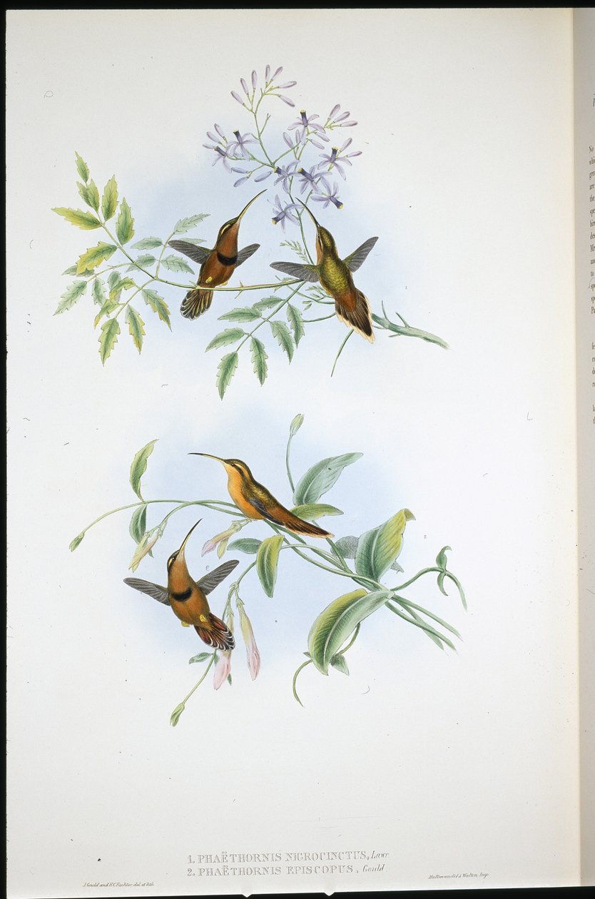 Ermitaño con cinturón (Phaethornis Nigrocinctus) y Ermitaño obispo (Phaethornis Episcopus) de John (after) Gould