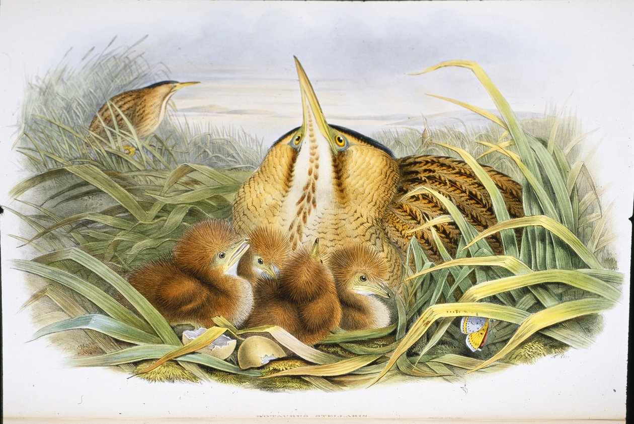 Avetoro (Botaurus Stellaris) de John (after) Gould