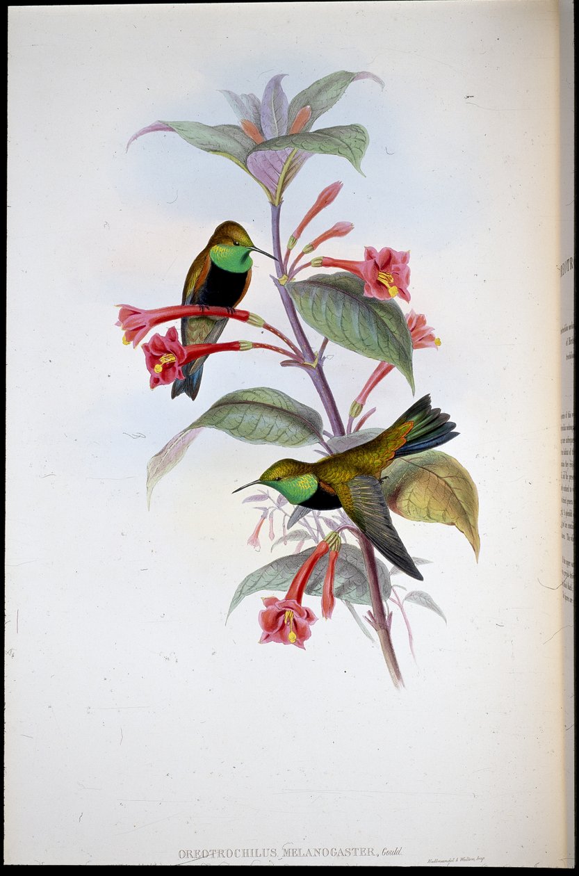 Estrella de colina de pecho negro (Oreotrochilus Melanogaster) de John (after) Gould