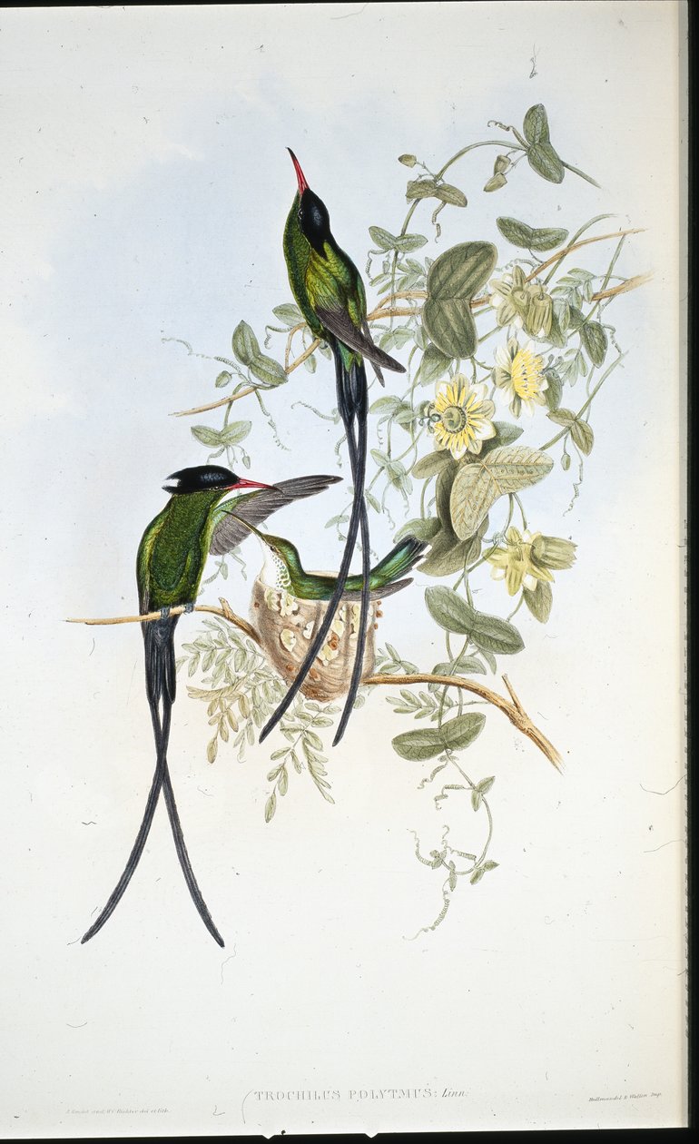 Colibrí de gorra negra (Trochilus polytmus) de John (after) Gould