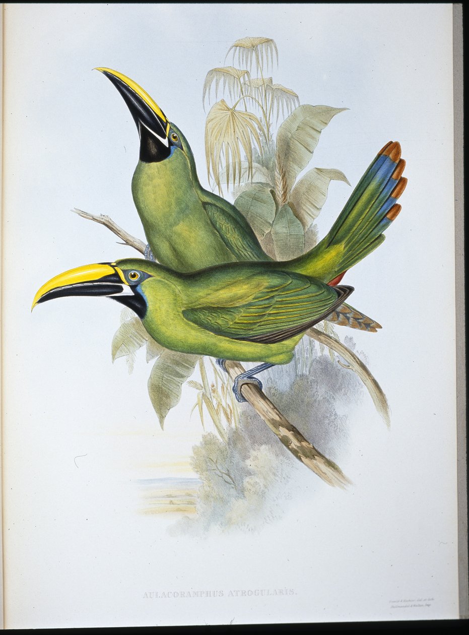 Tucán de pico acanalado de garganta negra (Aulacoramphus Atrogularis) de John (after) Gould