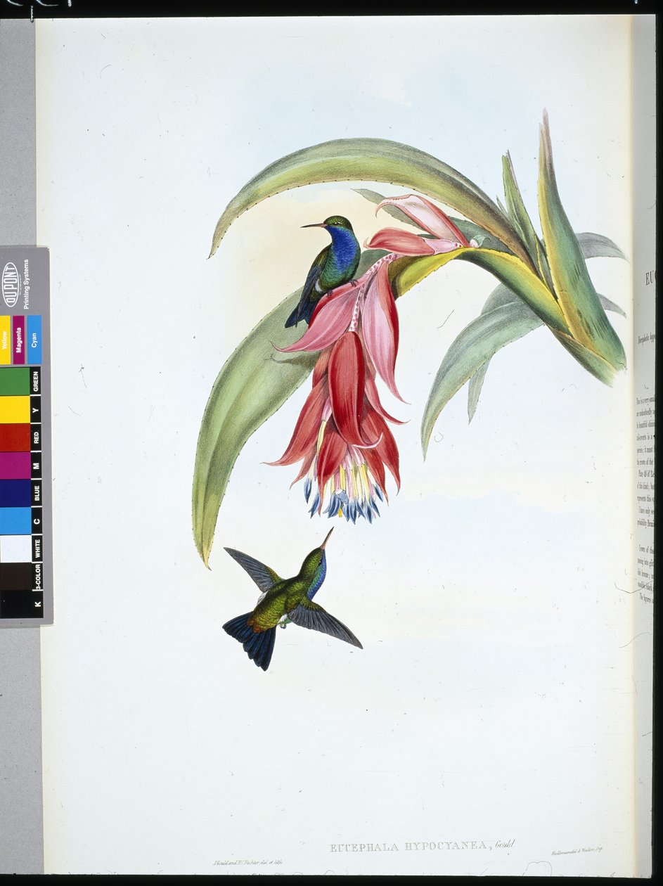Zafiro de pecho azul (Eucephala Hypocyanea) de John (after) Gould