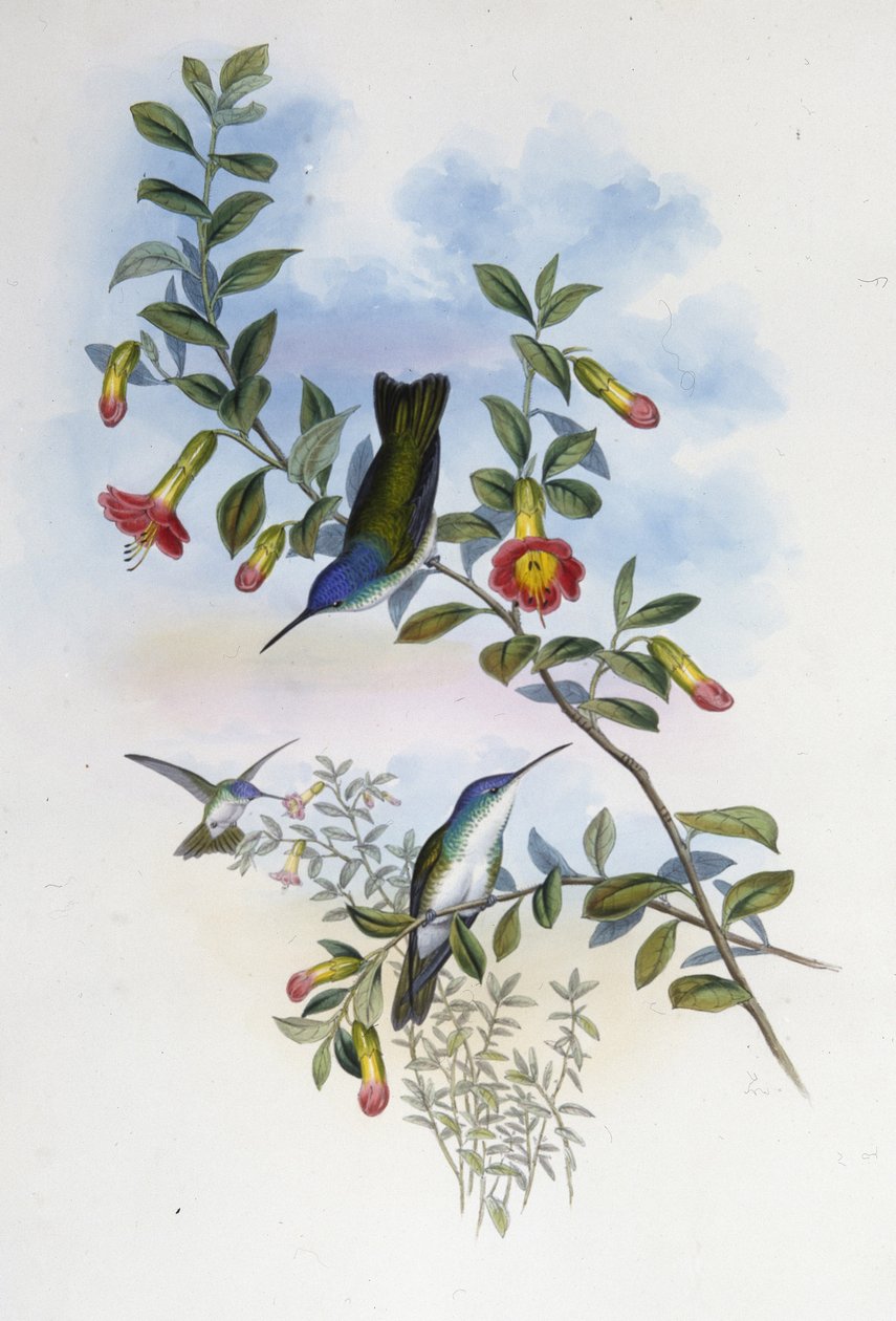 Corona azul de cuello azul (Cyanomyia Cyanocollis) de John (after) Gould