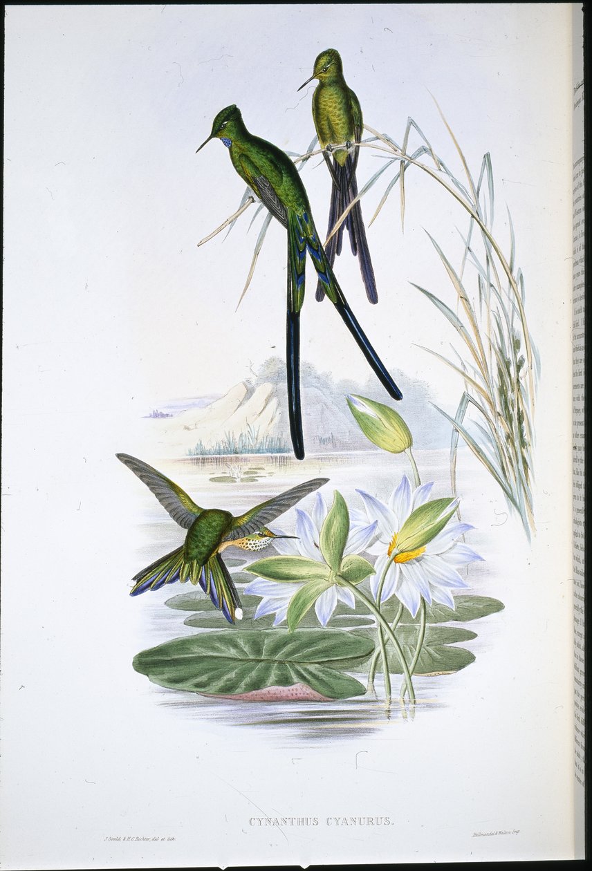 Silfo de Cola Azul (Cynanthus Cyanurus) (litografía coloreada a mano) de John (after) Gould