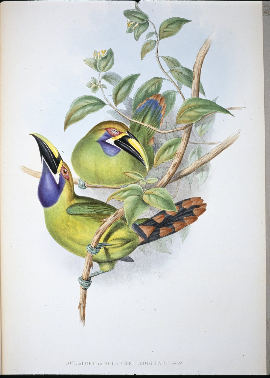 Tucán de pico acanalado de garganta azul (Aulacoramphus Caeruleogularis) de John (after) Gould