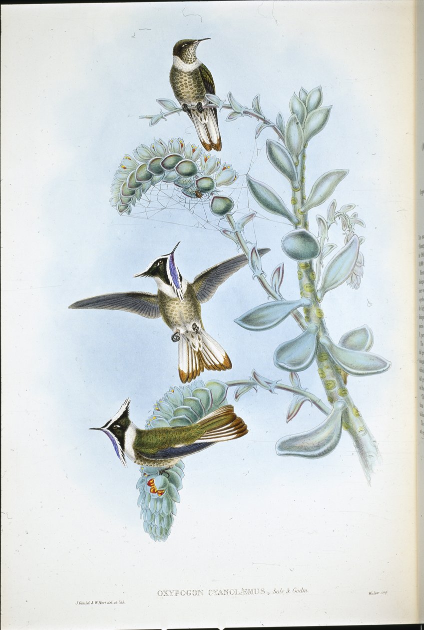 Cresta de casco de garganta azul (Oxypogon Cyanolaemus) de John (after) Gould