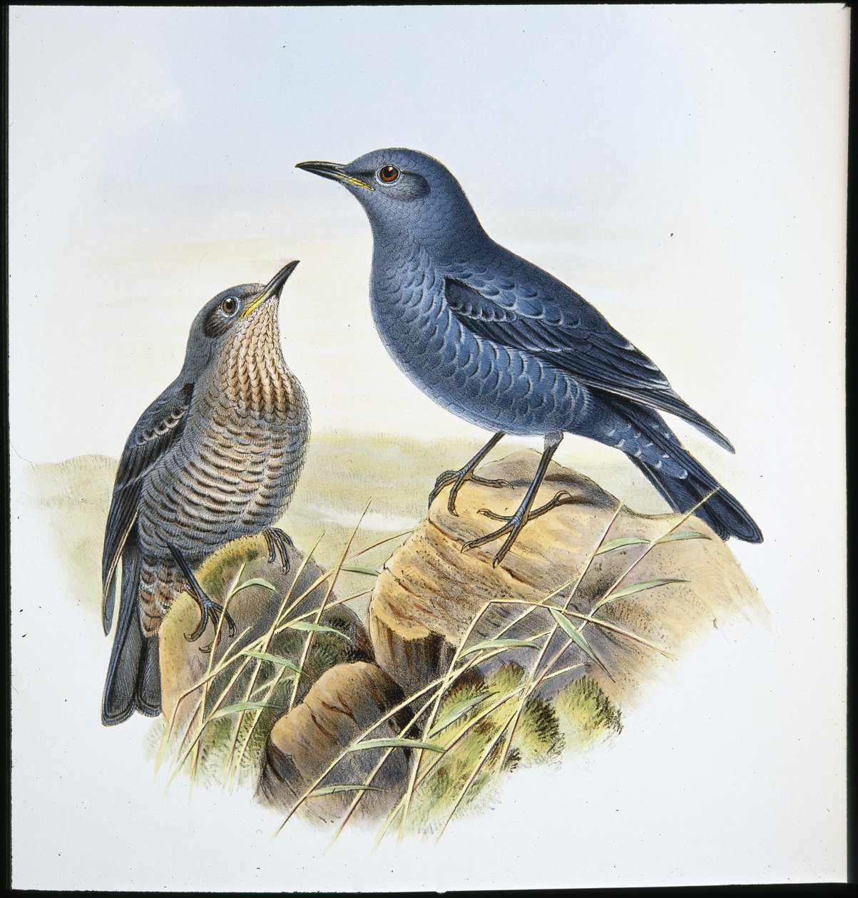 Roquero Solitario (Petrocossyphus Cyanus) de John (after) Gould