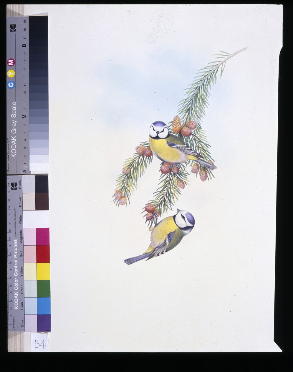 Herrerillo común (Parus caeruleus) de John (after) Gould