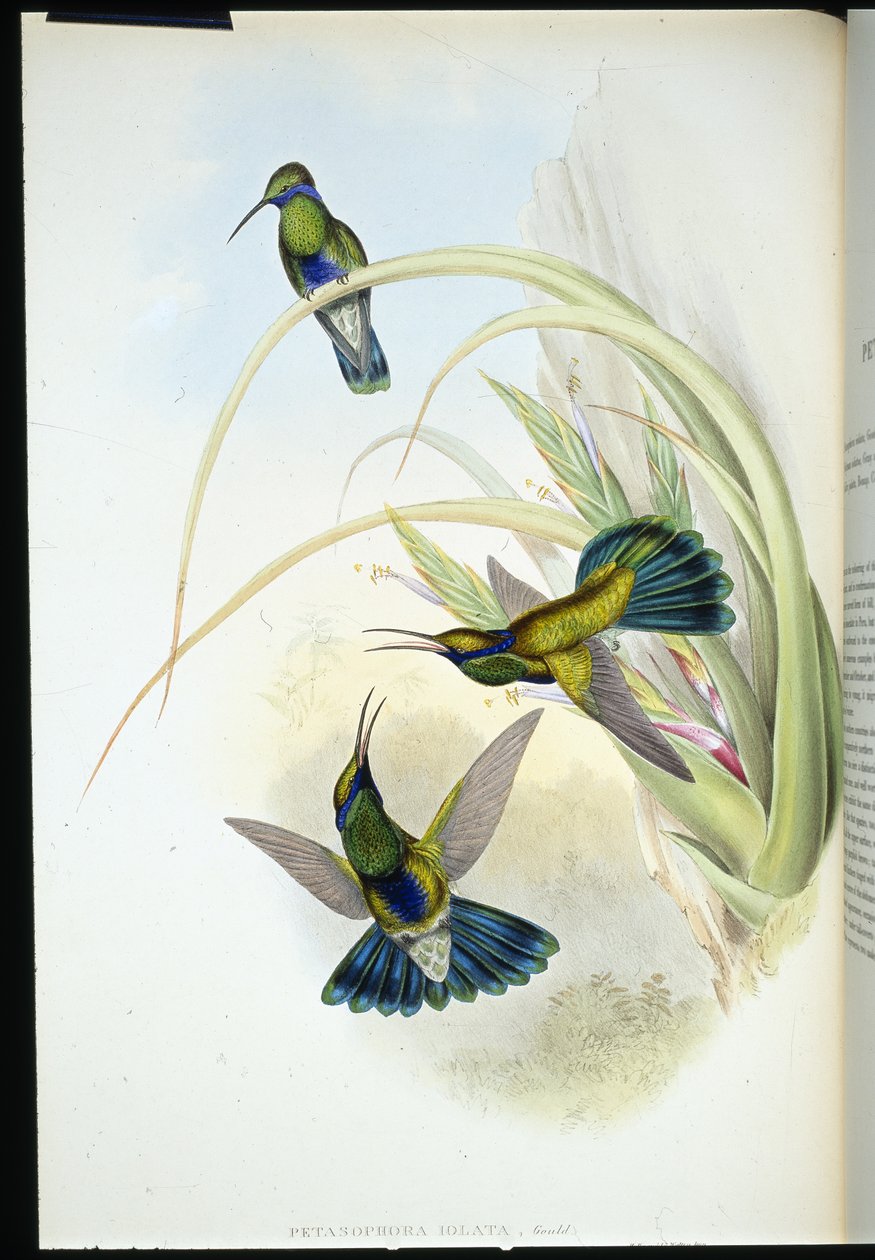 Oreja violeta boliviana (Petasophora Iolata) de John (after) Gould