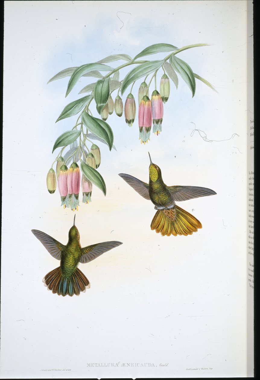 Cola de bronce (Metallura Aeneicauda) de John (after) Gould