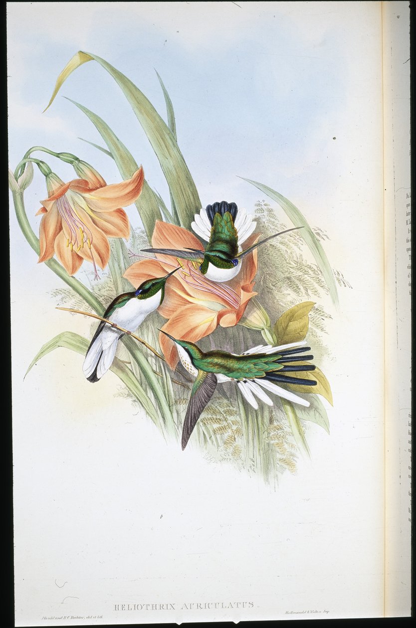 Hada brasileña (Heliothrix auriculatus) de John (after) Gould