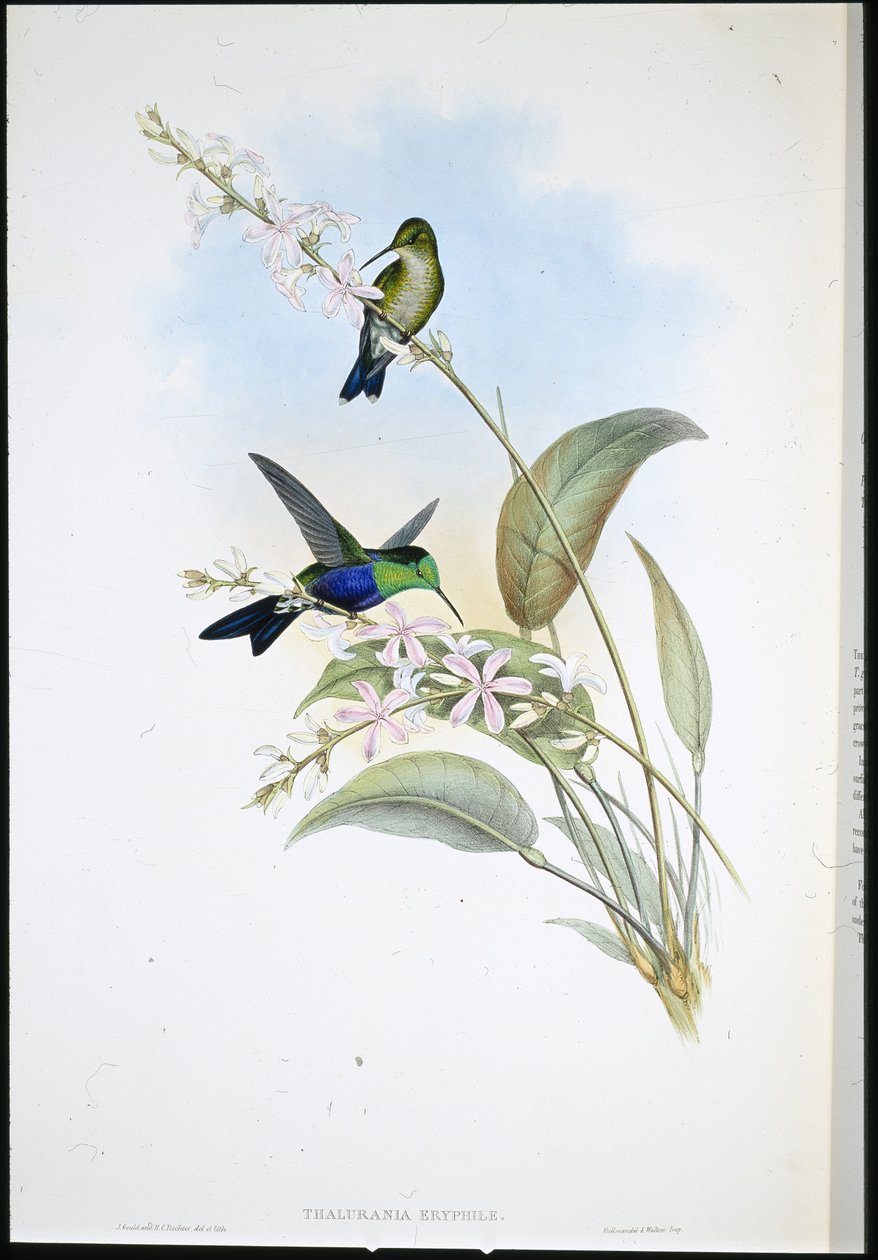 Panoplites brasileño (Thalurania Eryphile) de John (after) Gould