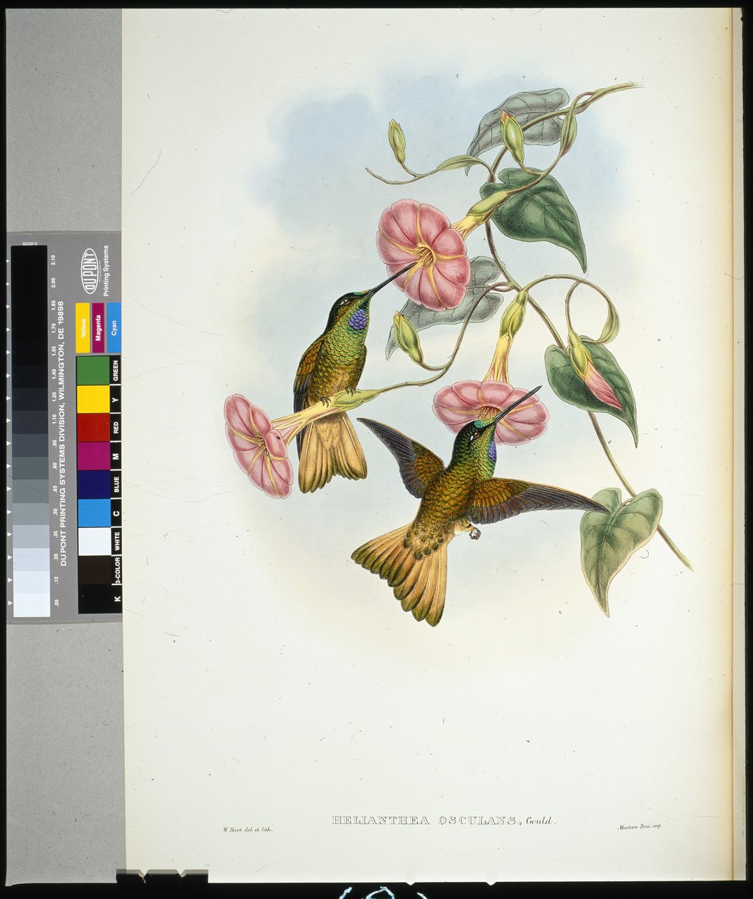 Colibrí de cola de búfalo (helianthea osculans) de John (after) Gould