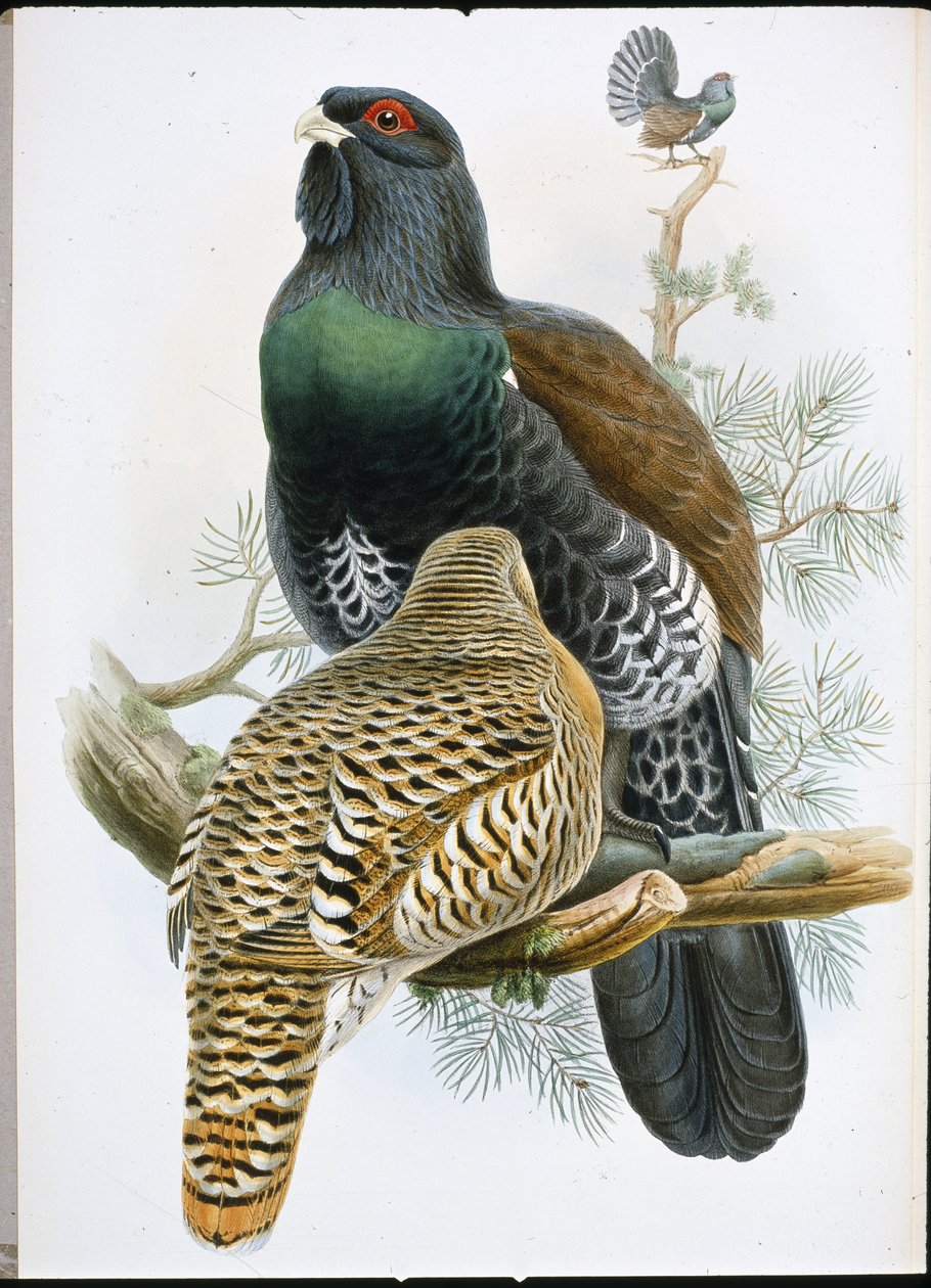 Urogallo (Tetrao Urogallus) de John (after) Gould