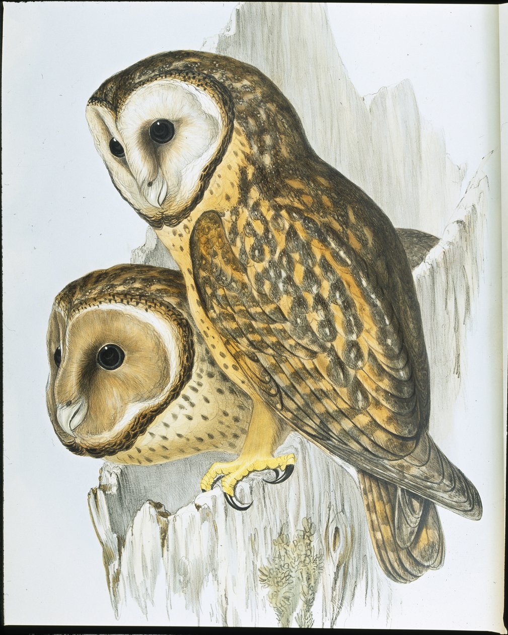 Búho de cara castaña (Strix Castanops) de John (after) Gould