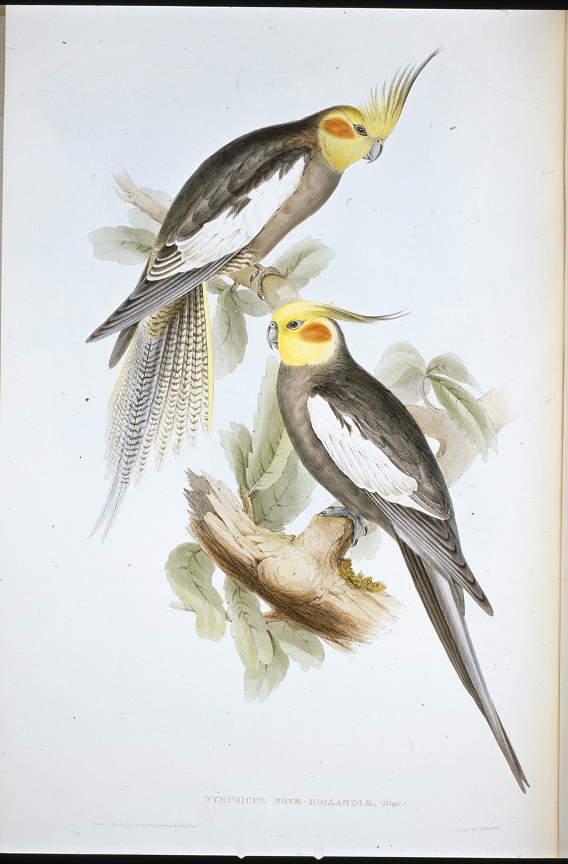Periquito cacatúa (Nymphicus Novae-Hollandiae) de John (after) Gould