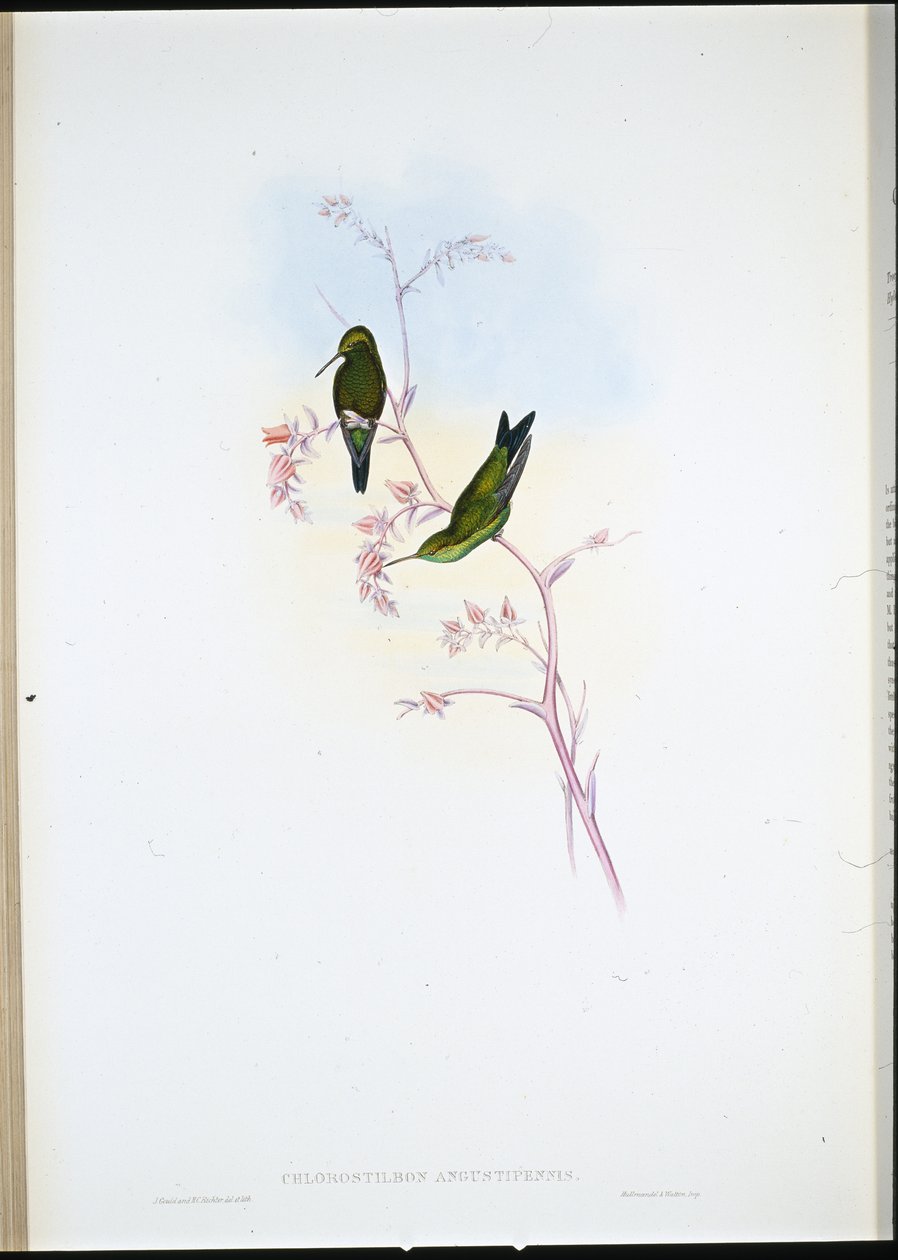 Esmeralda colombiana de John (after) Gould