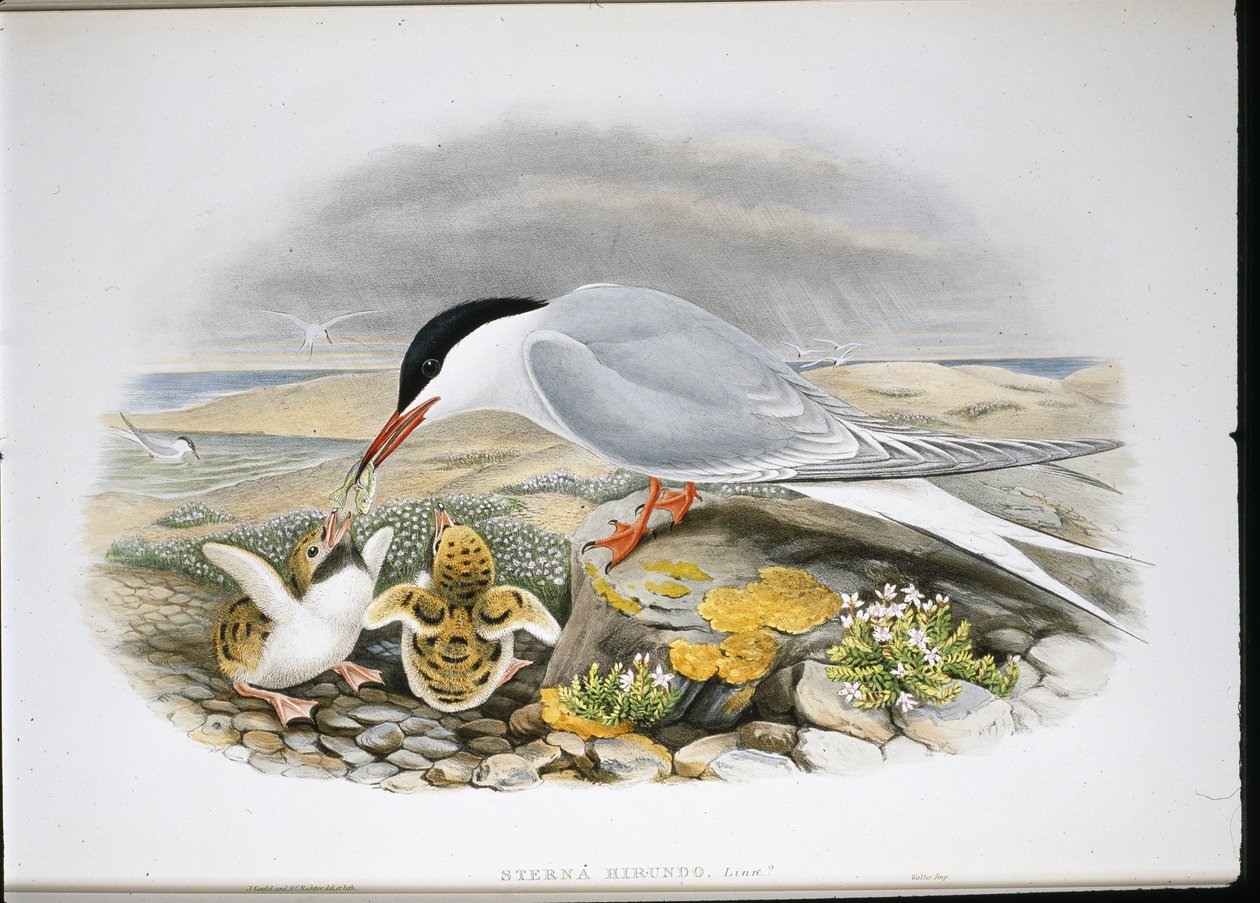 Charrán Común (Sterna Hirundo) de John (after) Gould