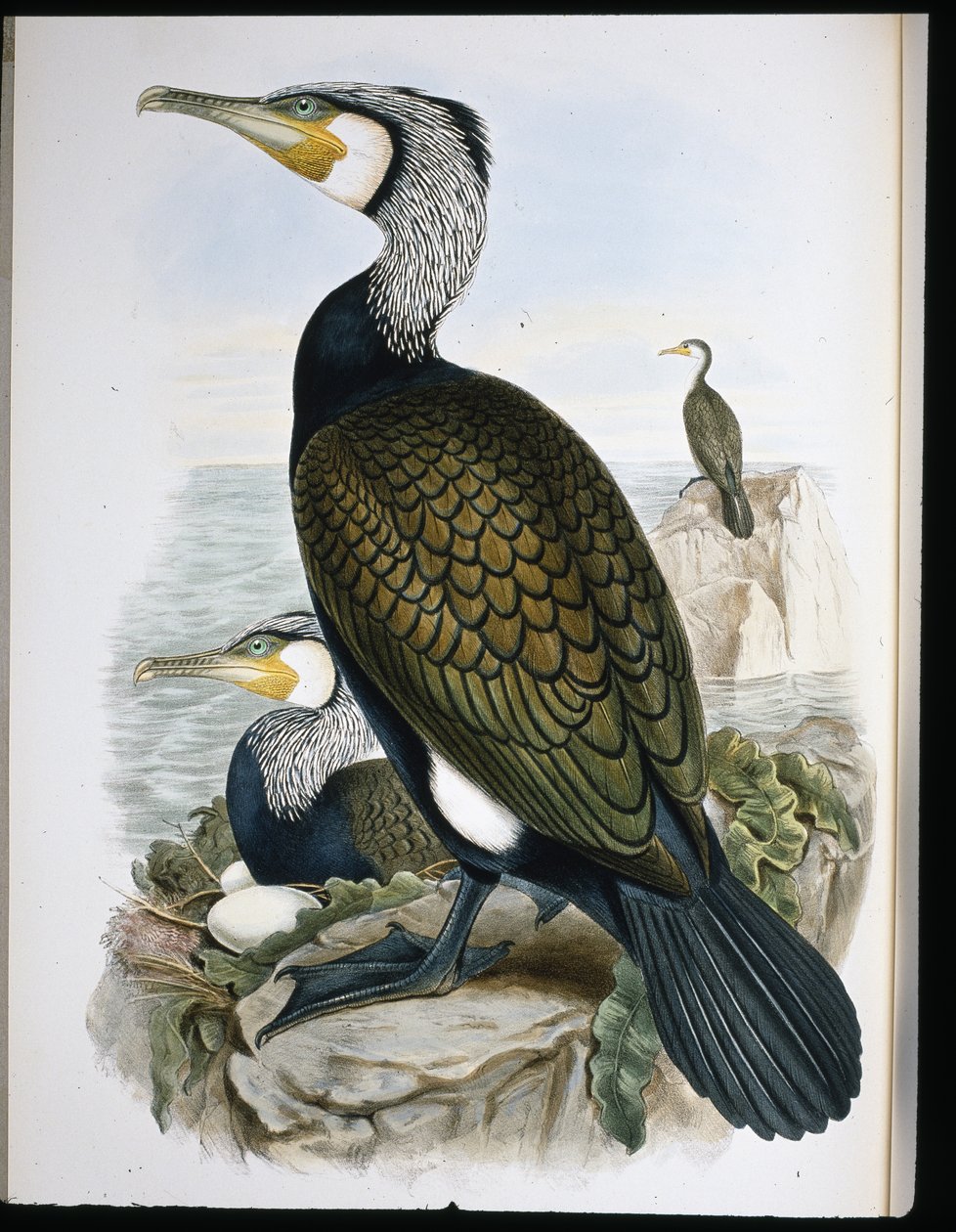 Cormorán grande (Phalacrocorax Carbo) de John (after) Gould
