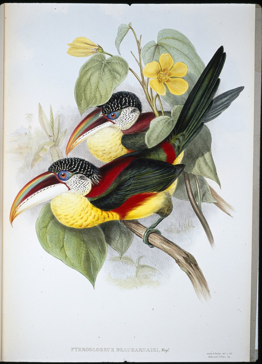 Aracari de cresta rizada (Pteroglossus Beauharnaisi) de John (after) Gould