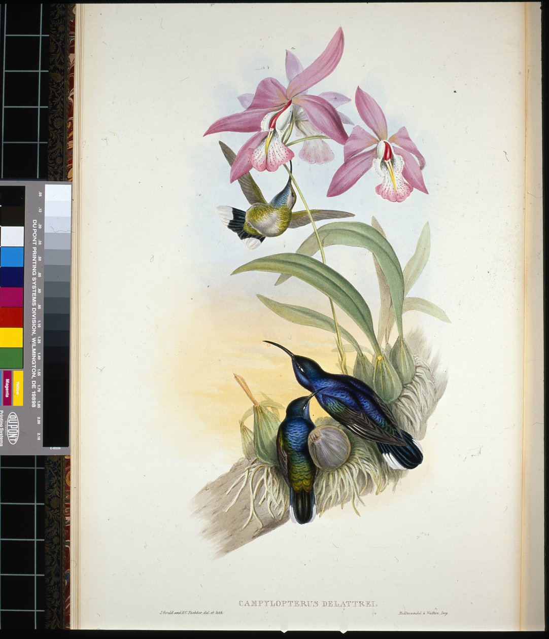 Ala de sable de De-Lattre (campylopterus Delattrei) de John (after) Gould