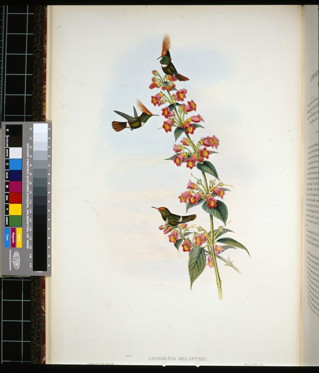 Coqueta de De Lattre (lophornis Delattrei) (litografía coloreada a mano) de John (after) Gould