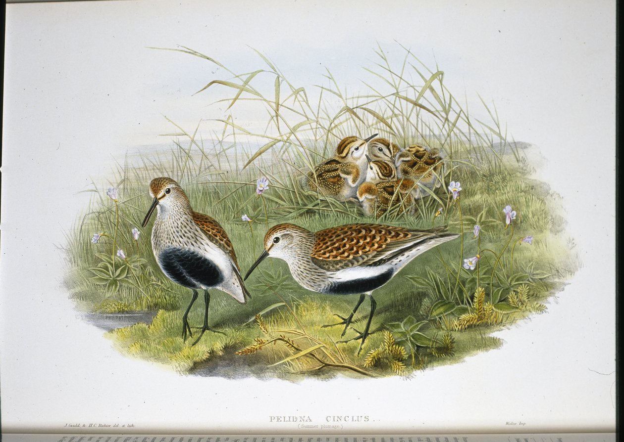 Correlimos Común (Pelidna Cinclus) de John (after) Gould
