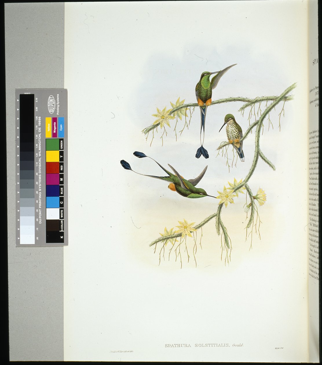 Cola de raqueta de Ecuador (spathura solstitialis) de John (after) Gould