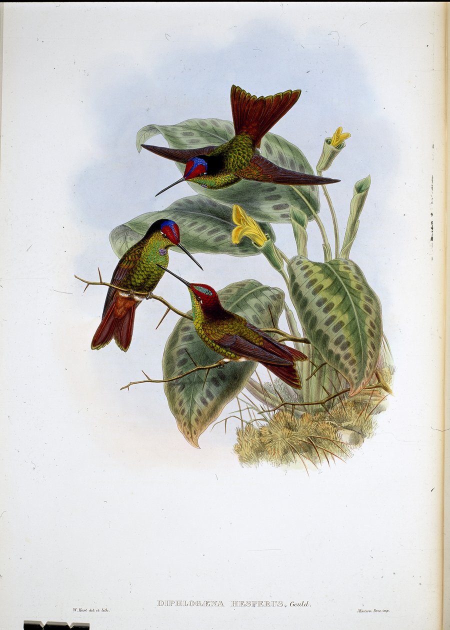 Arco iris ecuatoriano (Diphlogaena Hesperus) de John (after) Gould