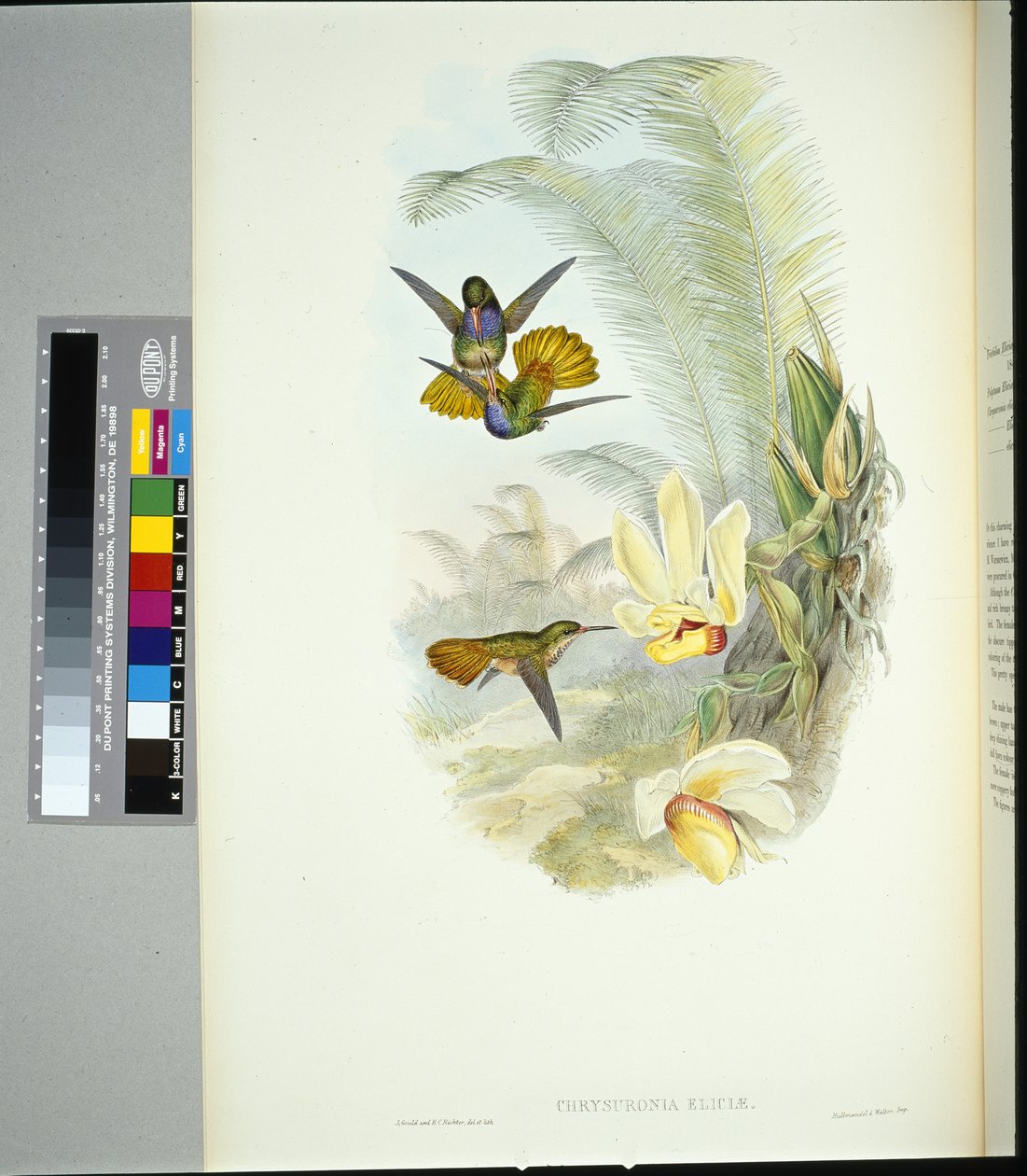 Cola Dorada de Elicia (chrysuronia eliciae) (litografía coloreada a mano) de John (after) Gould