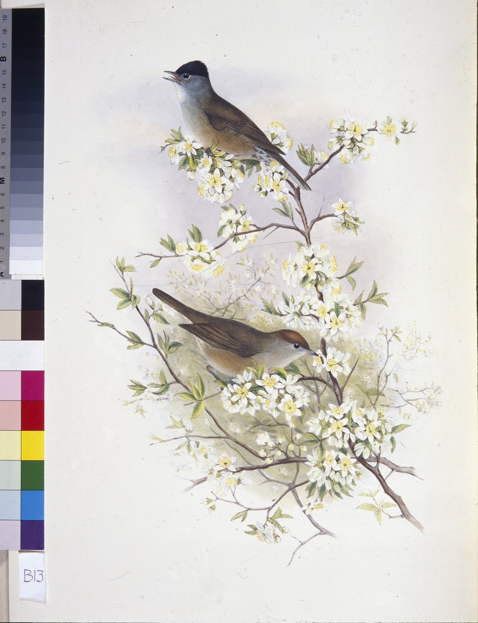 Curruca capirotada (Sylvia atricapilla) de John (after) Gould
