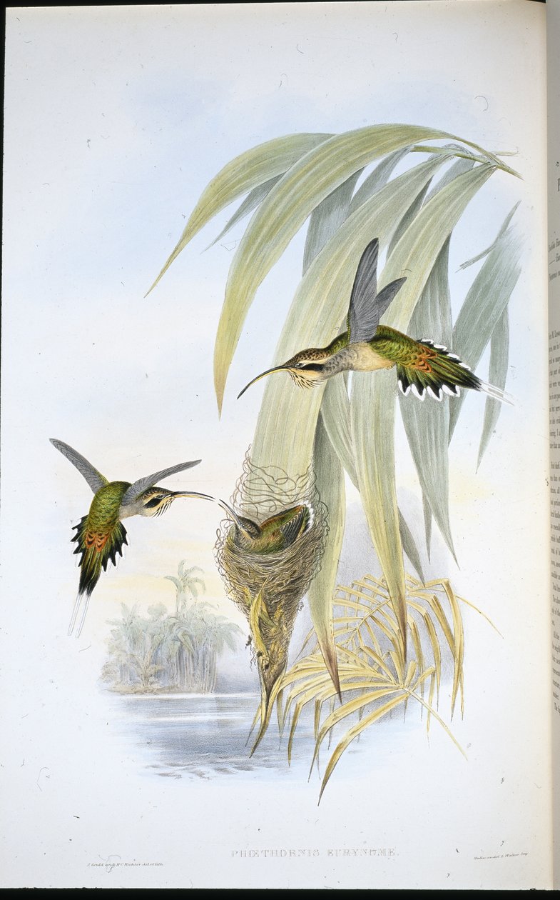 Ermitaño de Eurynome de John (after) Gould