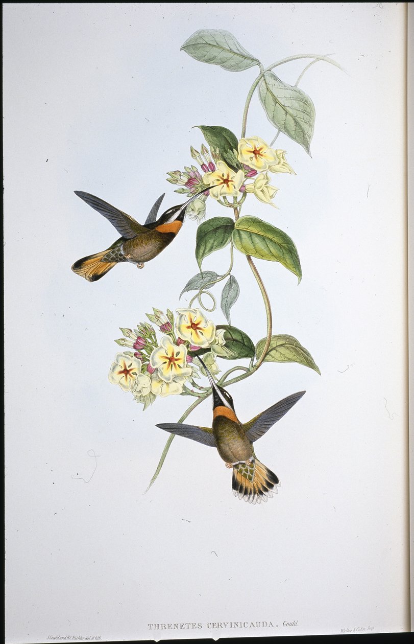 Colibrí de Garganta Barbada de Cola Cervina (Threnetes Cervinicauda) de John (after) Gould