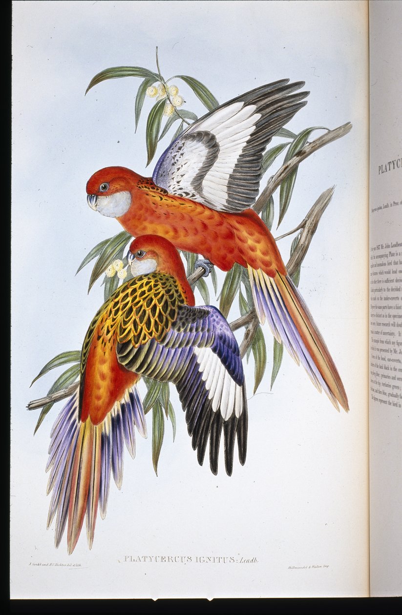 Periquito ígneo (platycercus ignitus) de John (after) Gould