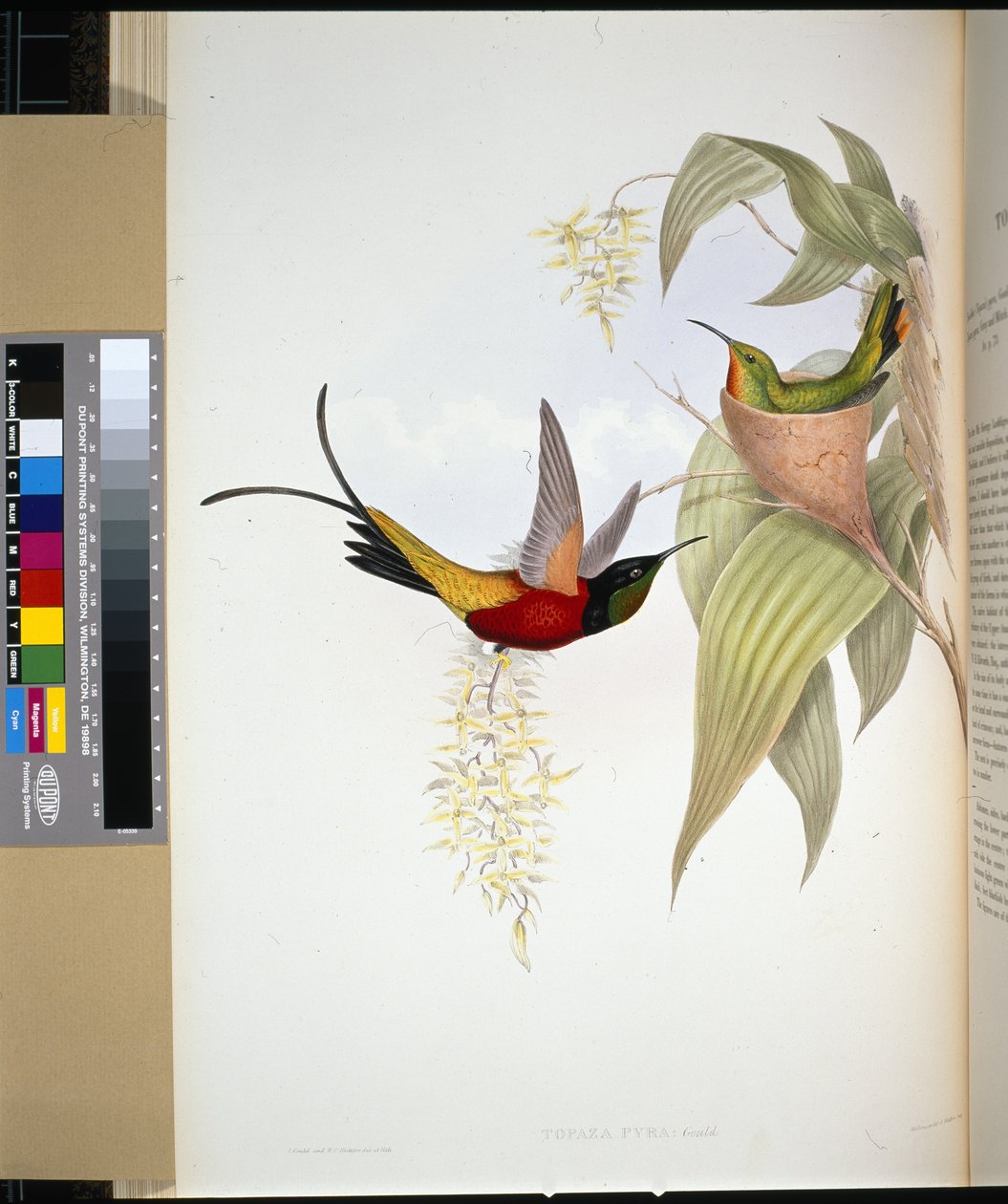 Topacio Ardiente (topaza pyra) (litografía coloreada a mano) de John (after) Gould