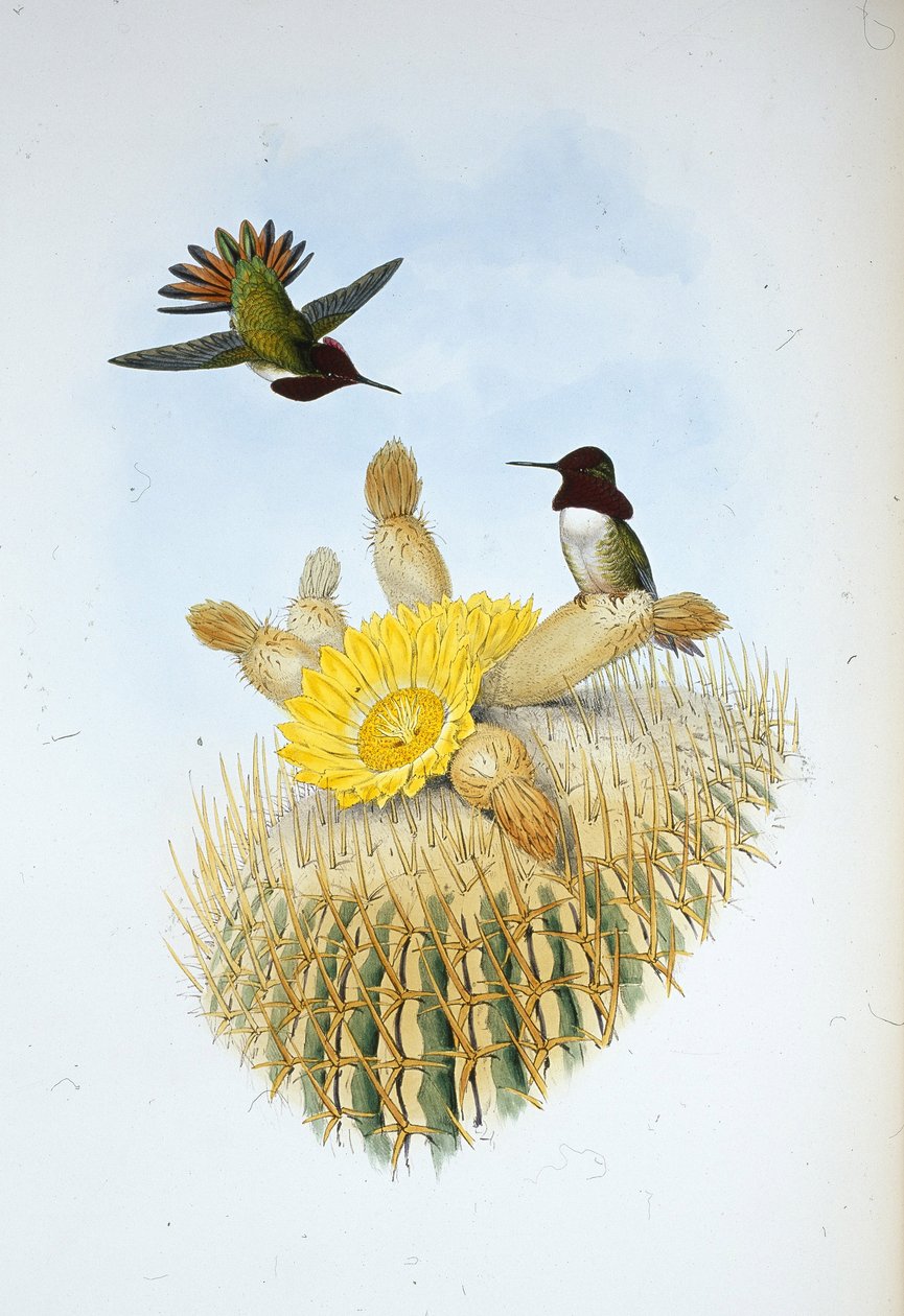 Portador de llamas de Floresi (Selasphorus floresii) de John (after) Gould