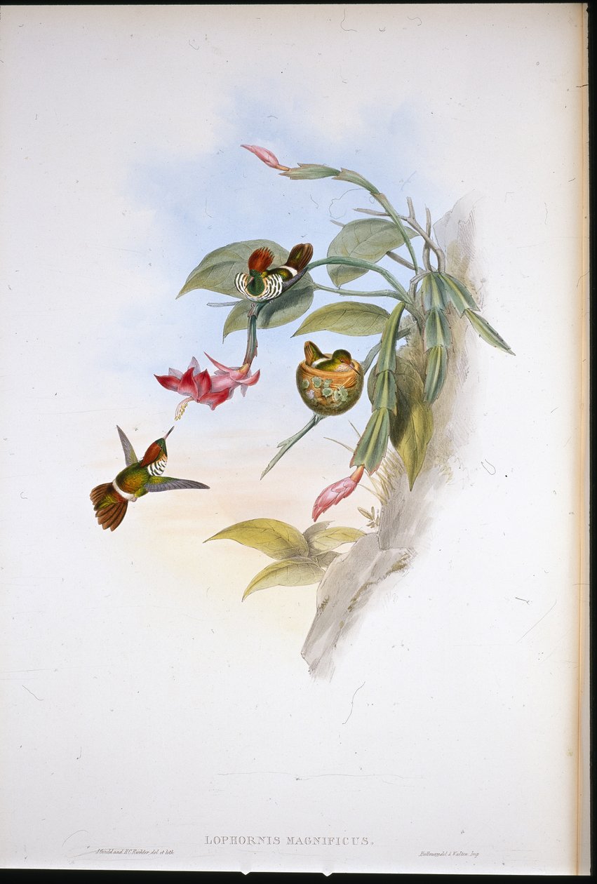 Coqueta frillada de John (after) Gould