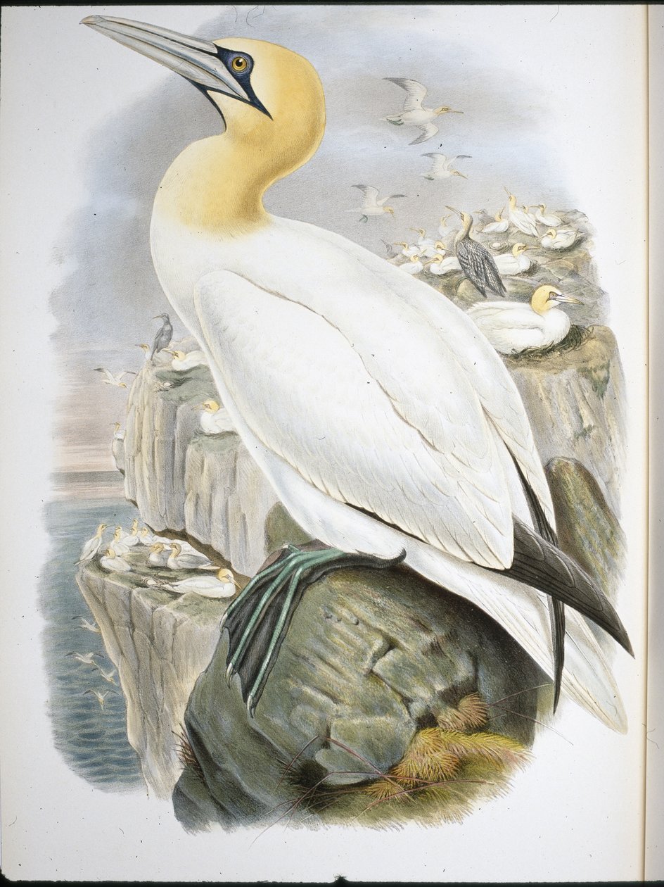Alcatraz (Sula Bassana) de John (after) Gould