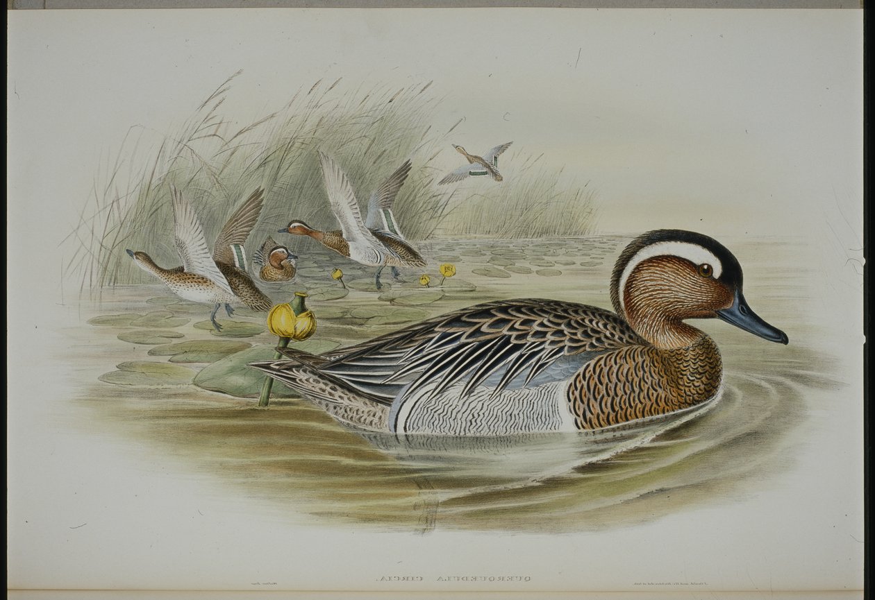 Cerceta Carretona (Qeurquedula Circia) de John (after) Gould
