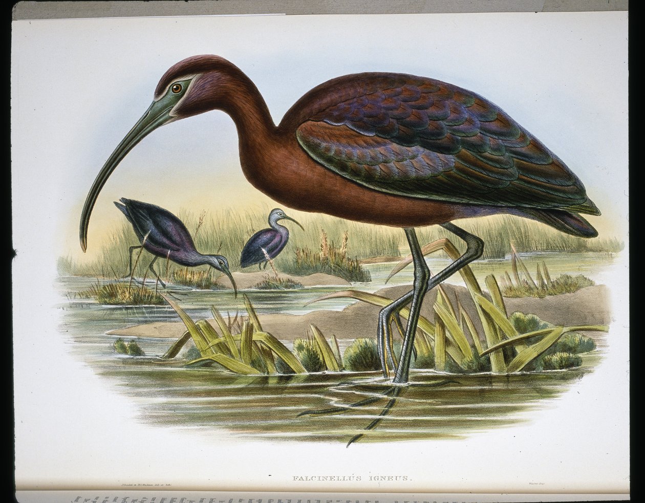 Ibis Brillante (Falcinellus Igneus) de John (after) Gould