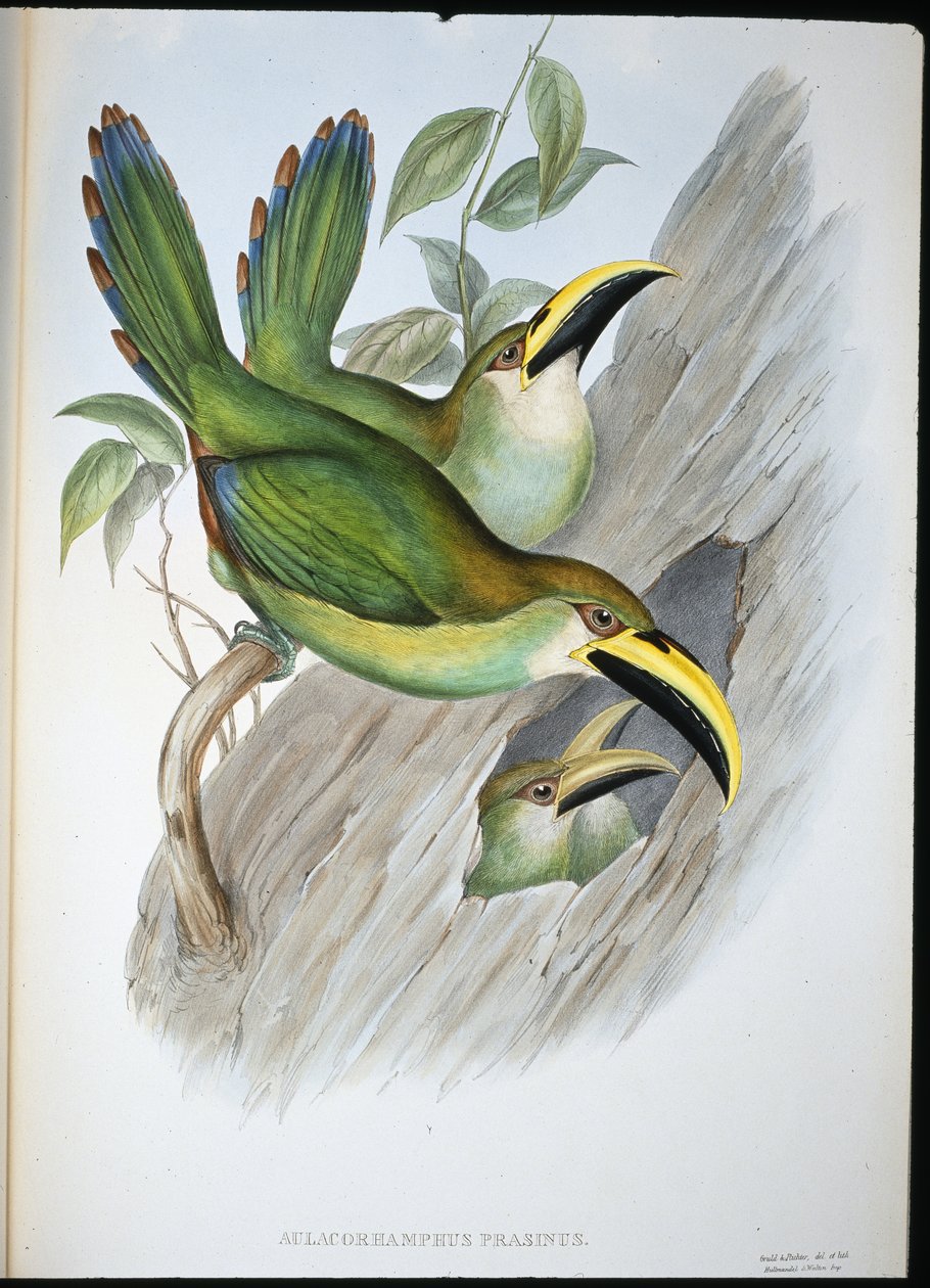 Tucán de pico acanalado verde dorado (Aulacoramphus Prasinus) de John (after) Gould