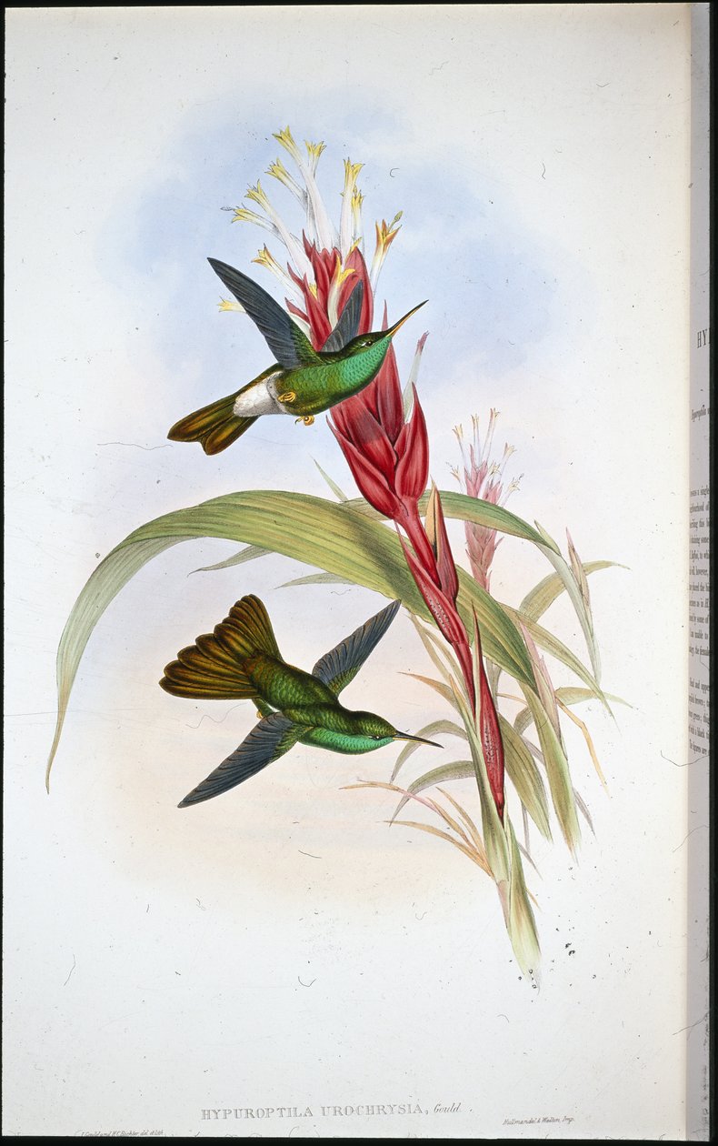 Colibrí de cola dorada (Hypuroptila Urochrysia) de John (after) Gould