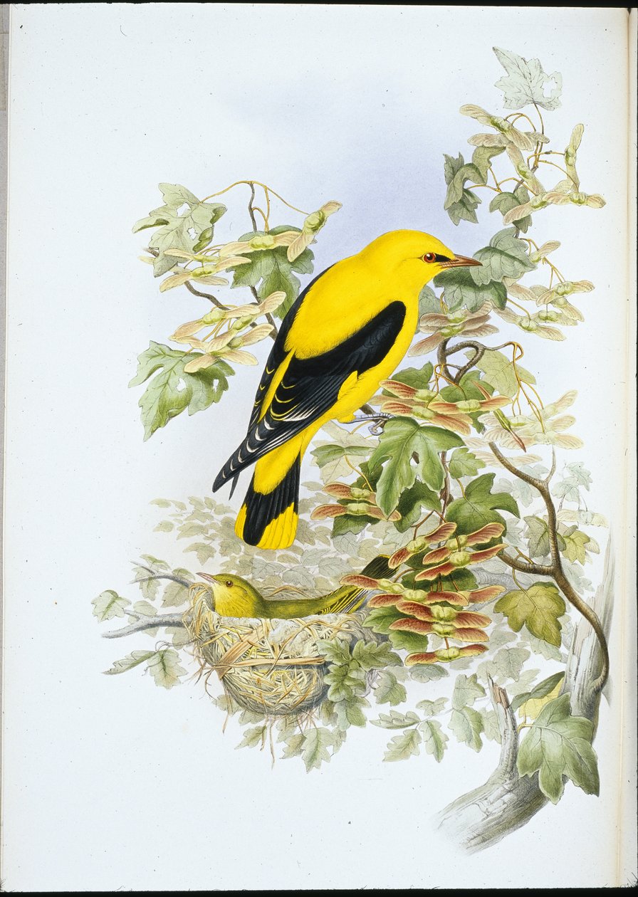 Oropéndola dorada (Oriolus Galbula) de John (after) Gould
