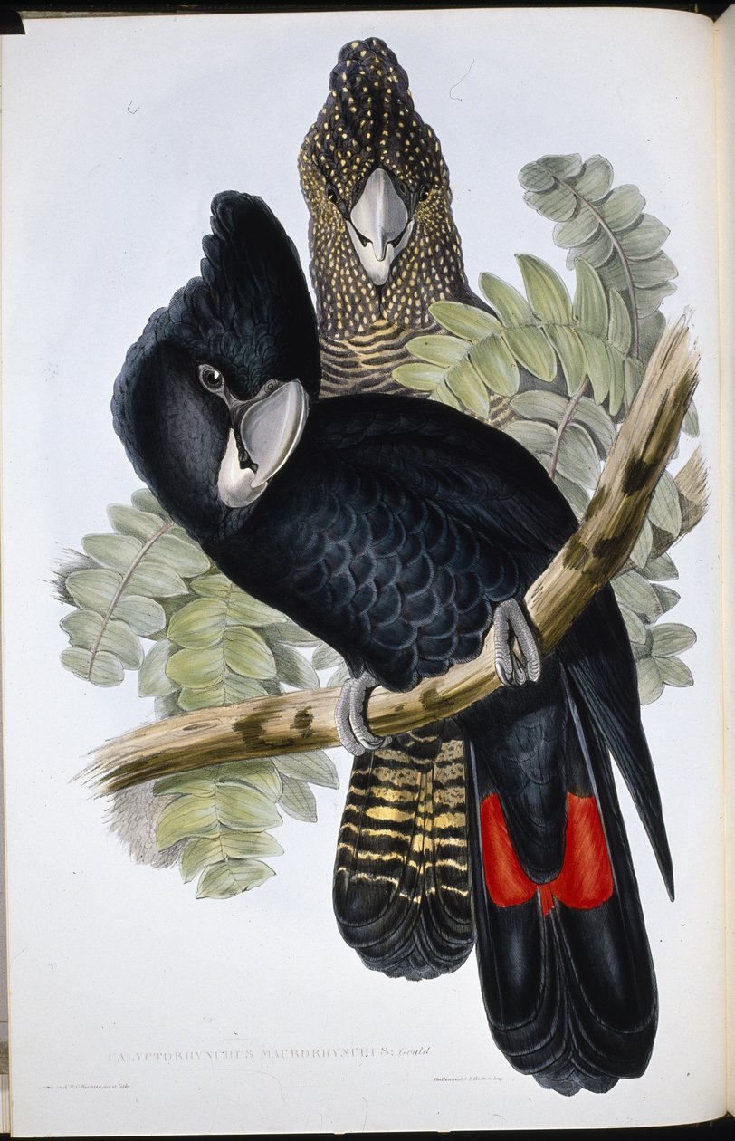 Cacatúa negra de pico grande (Calyptorhynchus Macrorhynchus) de John (after) Gould