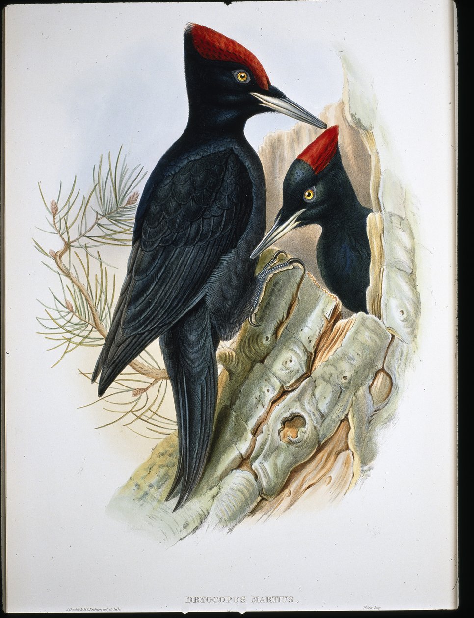 Pito negro grande (Dryocopus Martius) de John (after) Gould