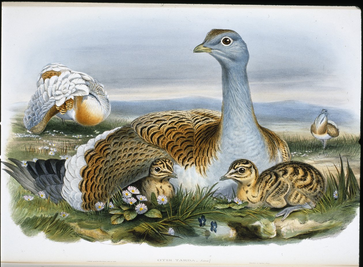 Avutarda común (Otis Tarda) de John (after) Gould
