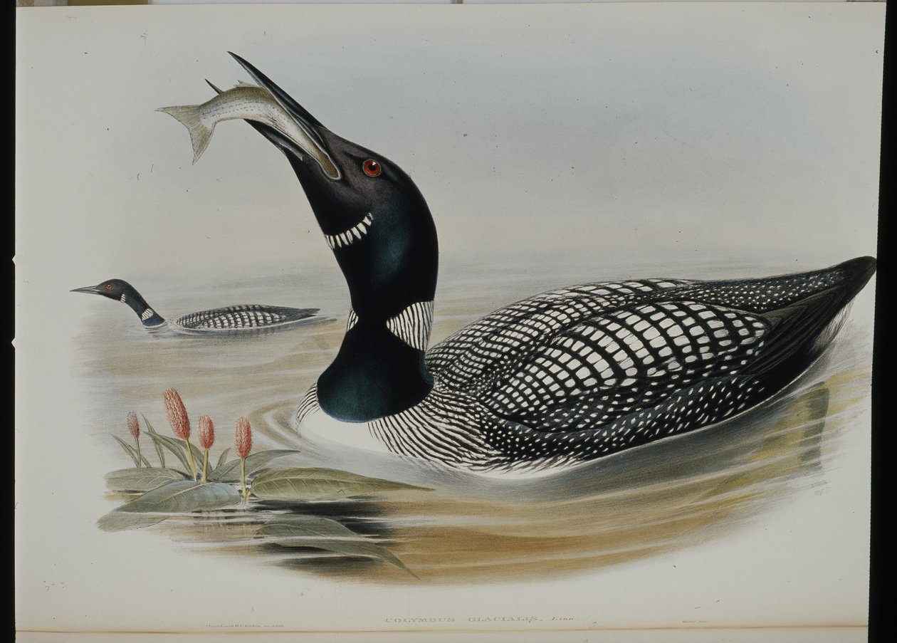 Colimbo Grande (Colymbus Glacialis) de John (after) Gould