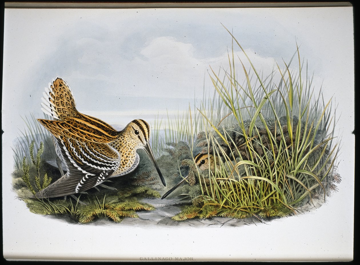 Agachadiza real (Gallinaco Major) de John (after) Gould