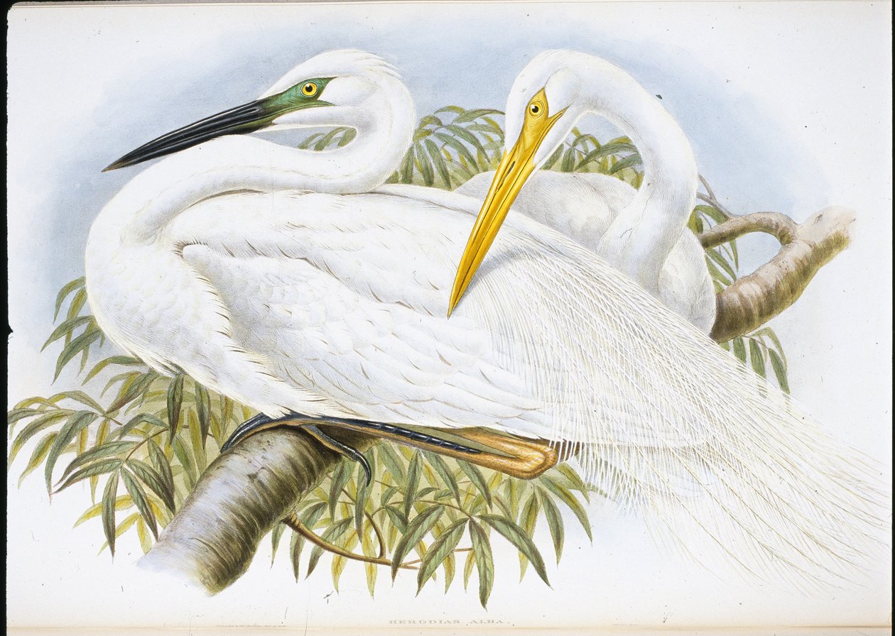 Garza blanca grande (Herodias Alba) de John (after) Gould
