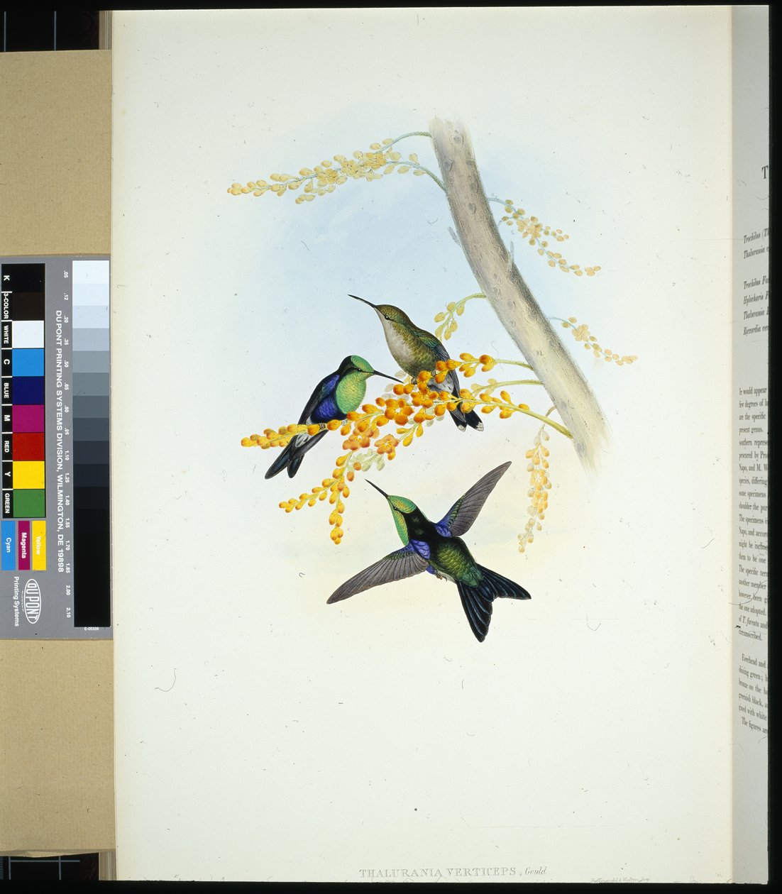 Panoplites coroniverde (Thalurania verticeps) de John (after) Gould